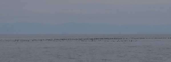 Ashy Storm-Petrels